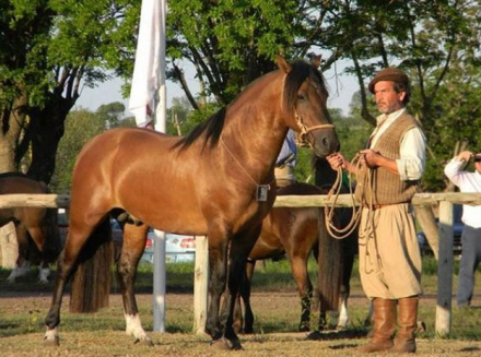 caballos-criollos.jpg