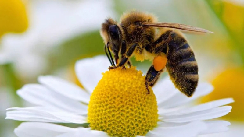 Día Mundial de la Abeja: por qué son protagonistas imprescindibles de los ecosistemas