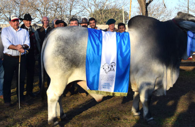 Lo mejor de la raza Brahman se muestra hoy Corrientes
