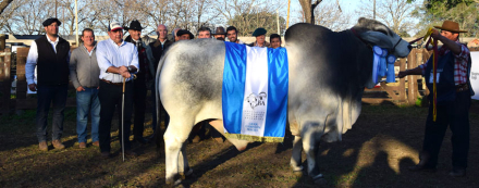 Gran-Campeon-Macho-de-La-Pe.jpg