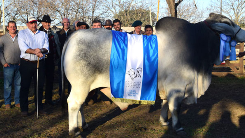 Lo mejor de la raza Brahman se muestra hoy Corrientes