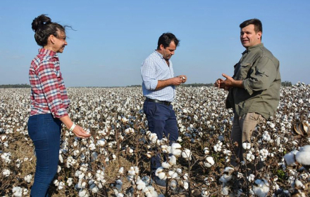 Lifton visita algodonero.jpg