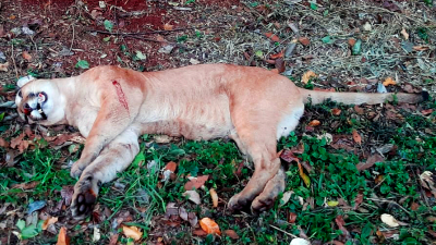 La selva de luto en Misiones: atropellan y matan a un puma en el Parque Nacional Iguazú