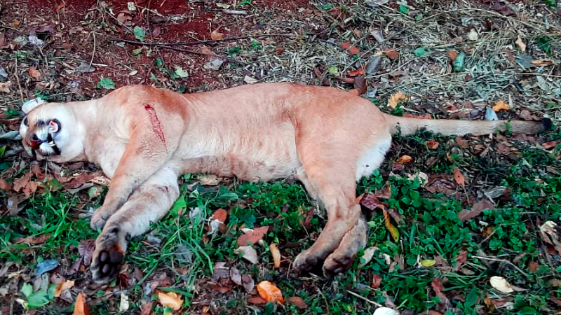 La selva de luto en Misiones: atropellan y matan a un puma en el Parque Nacional Iguazú