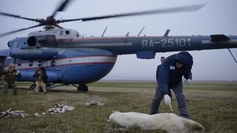 Ártico: veterinarios rusos asisten a oso polar con una lata de leche clavada en la boca