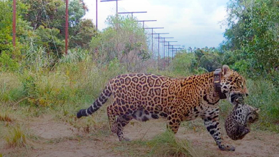 Parque Iberá: nacieron yaguaretés libres luego de 70 años de extinción