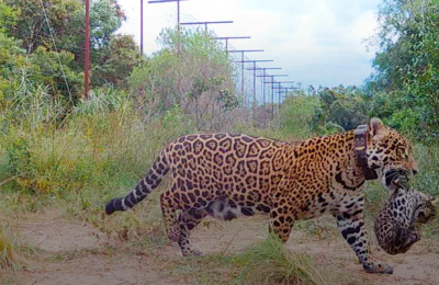 Parque Iberá: nacieron yaguaretés libres luego de 70 años de extinción