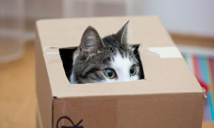 gato.jpg