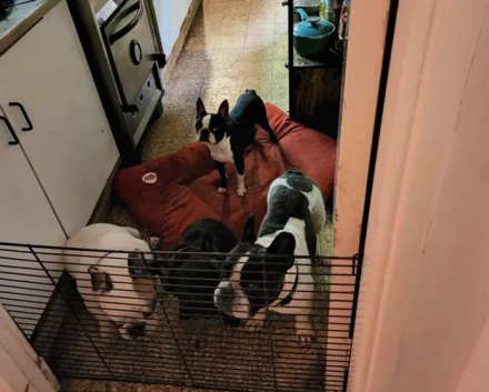 perros-villa-crespo3.jpg