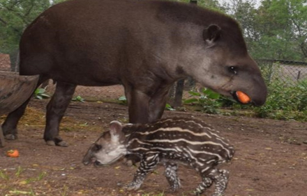 ZooSanezPena_Tapir.jpg