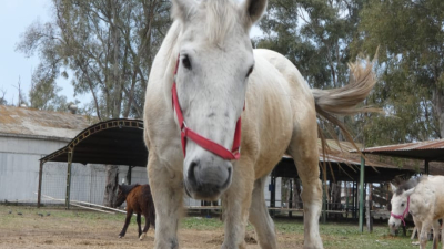 Desfile de gala de caballos en la Rural de Resistencia