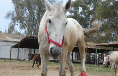 Desfile de gala de caballos en la Rural de Resistencia