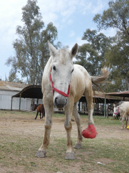 caballo rescatado 1.JPG