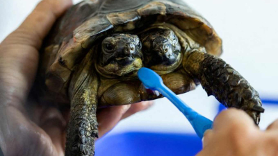 La tortuga bicéfala Janus cumple 25 años