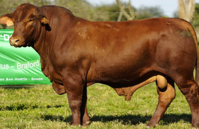 Un toro Brangus por $1.120.000