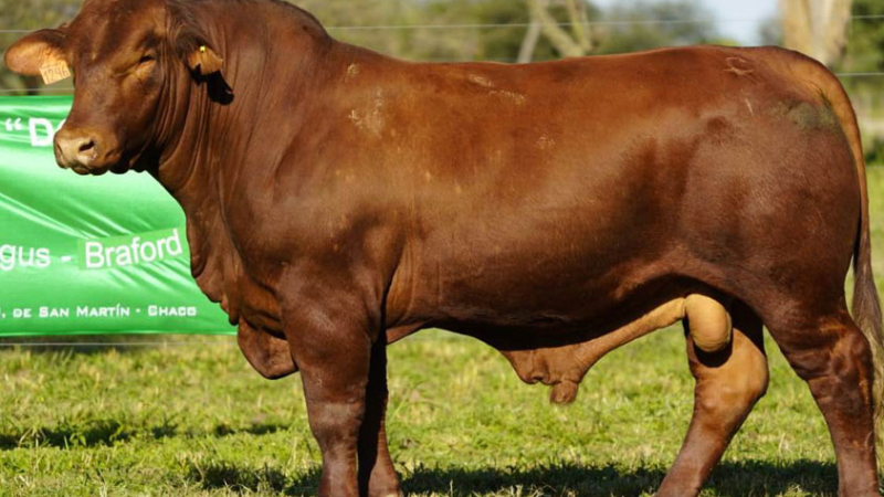 Un toro Brangus por $1.120.000