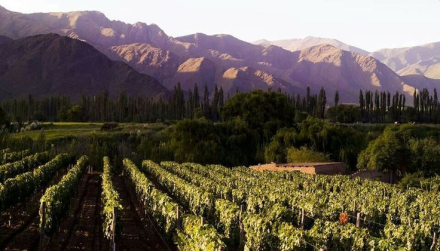 ruta del vino3.jpg