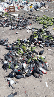 pajaros muertos.jpg