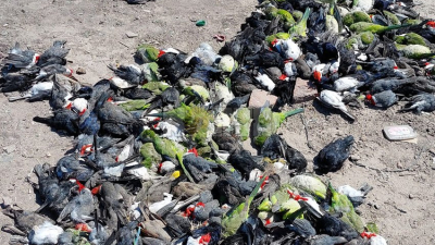 Misterio y preocupación por la aparición de aves muertas en Presidencia de la Plaza