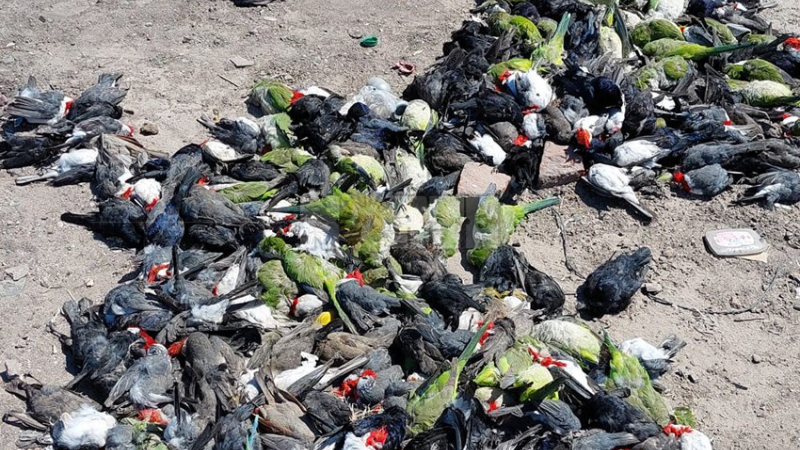 Misterio y preocupación por la aparición de aves muertas en Presidencia de la Plaza