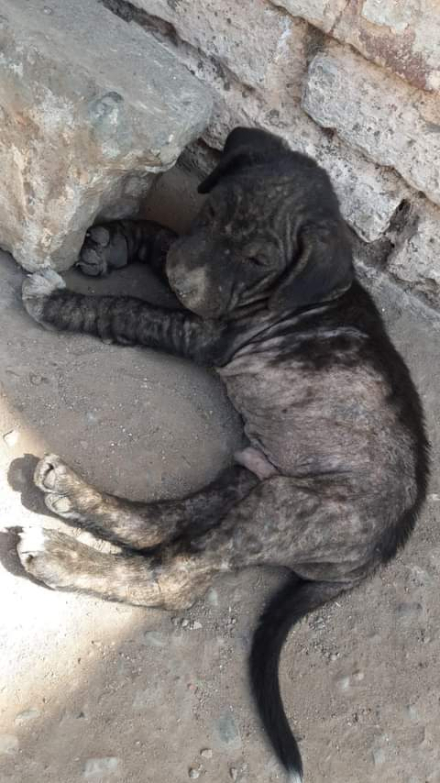 perrito 1.jfif