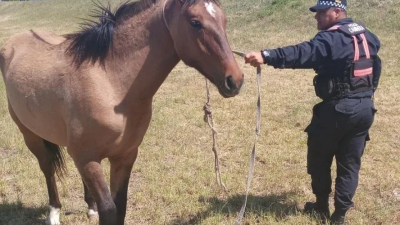 Caminera trabaja para erradicar la presencia de animales sueltos en las rutas