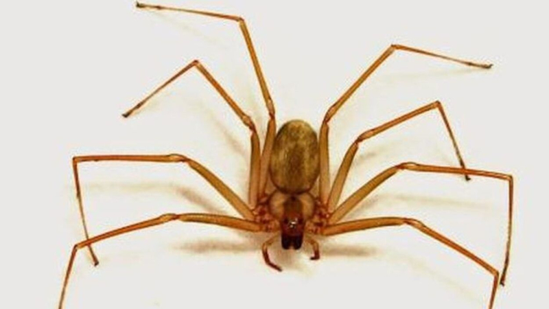 Una beba de 18 meses murió tras ser picada por una araña