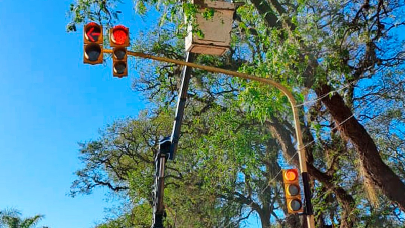 Siete de diez pedidos que llegan al área de Paseos y Jardines son para quitar un árbol
