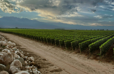 Más de 60 expertos internacionales eligen las mejores bodegas del mundo