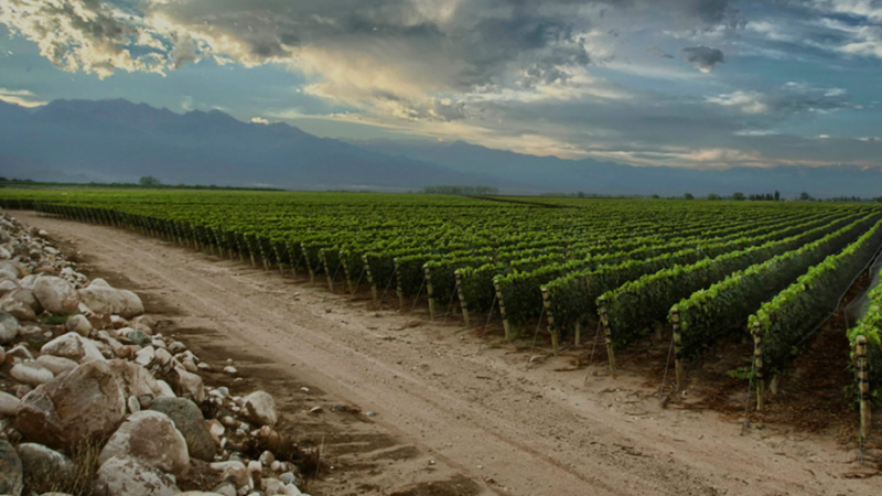 Más de 60 expertos internacionales eligen las mejores bodegas del mundo 