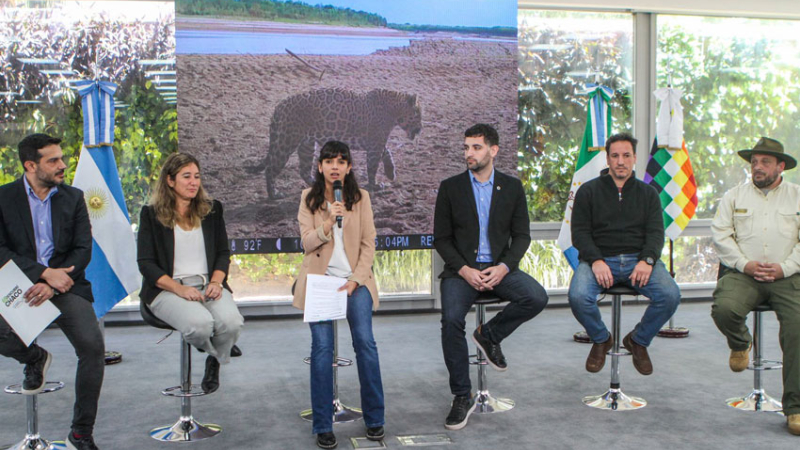 El Chaco tiene dos nuevos ejemplares de yaguareté