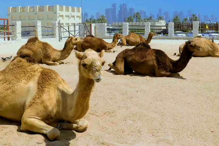 Doha.jpg