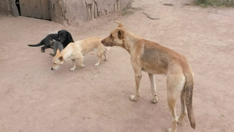 Hallaron una alianza clave con perros para luchar contra el Mal de Chagas