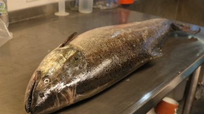 Un sorpresivo hallazgo en el Paraná intriga a pescadores y científicos