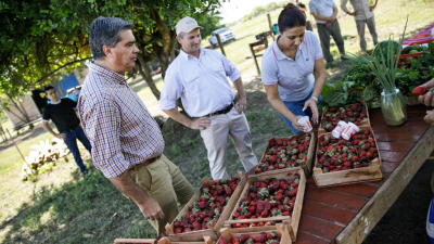 Capitanich recorrió un campo de frutillas en La Eduvigis