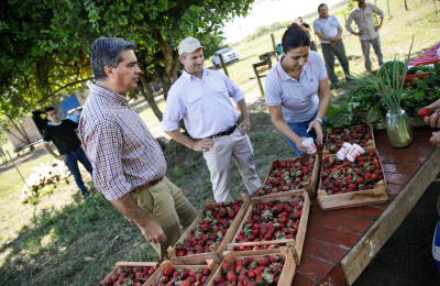 Capitanich recorrió un campo de frutillas en La Eduvigis