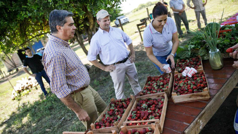 Capitanich recorrió un campo de frutillas en La Eduvigis