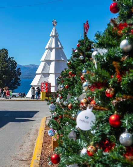 arbol bariloche.jpg