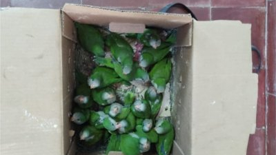 Venta ilegal de animales: llevaba más de 30 cotorras dentro de una caja