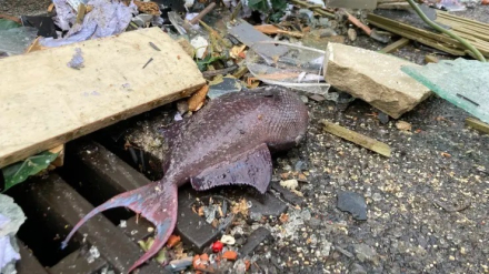 acuario2.jpg