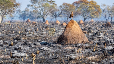 En el Chaco también se agrava el riesgo de incendios