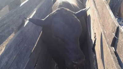 Formosa: lo mató un toro de 800 kilos
