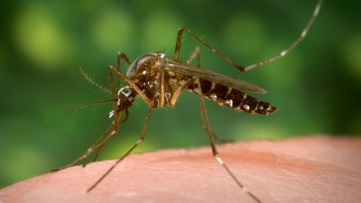 Confirmaron el tercer caso de chikungunya en Córdoba