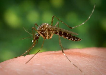 mosquito.jpg