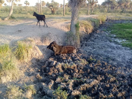 animales.jpg