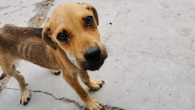 Huellas Caninas otra vez necesita la ayuda de la familia mascotera