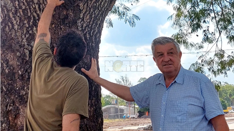Se suman voces contra la eliminación de histórico árbol en Margarita Belén