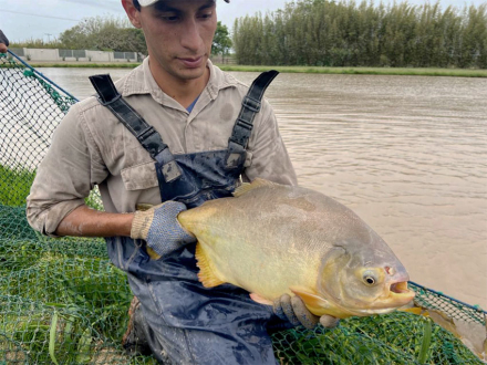 pacu2.jpg