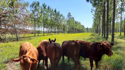Los bosques son la solución natural frente al cambio climático