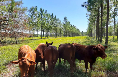 Los bosques son la solución natural frente al cambio climático